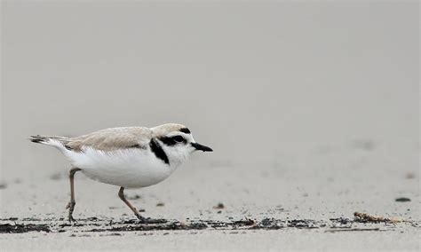 Tampa Bay shorebirds dealt with record heat this summer - WMNF 88.5 FM