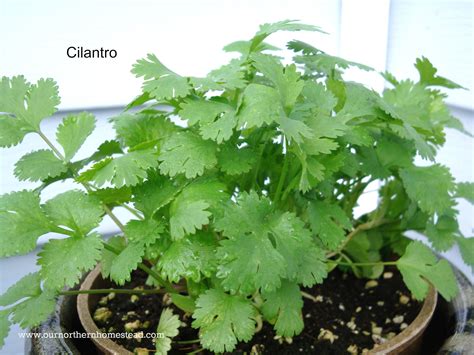 Top 5 Herbs To Grow This Year