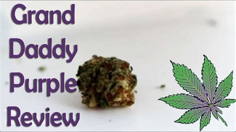 Granddaddy Purple Strain Review Youtube