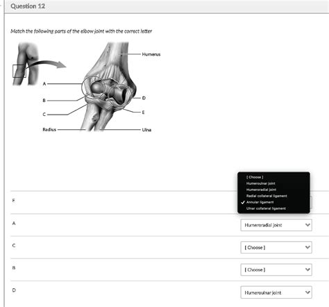 Solved Match The Following Parts Of The Elbow Joint With The Correct