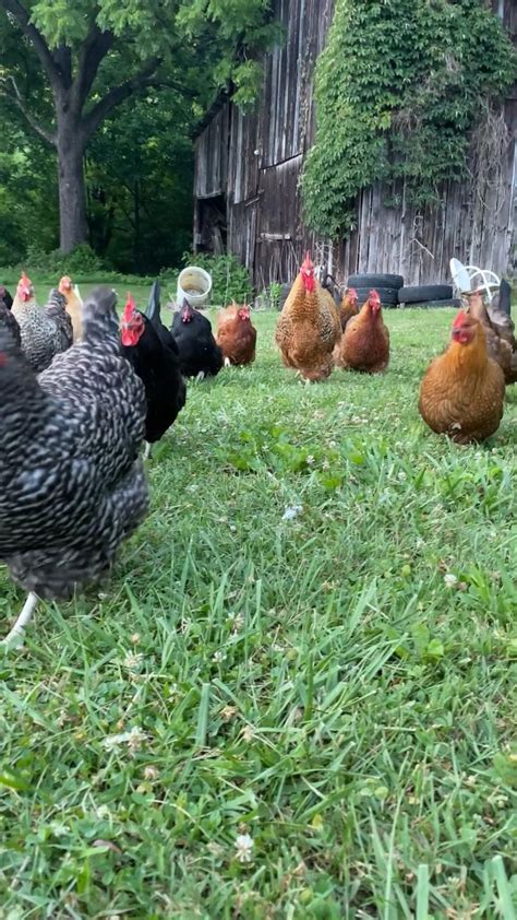 a group of chickens standing on top of a lush green field