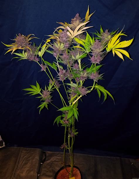 Tropicanna Poison Fast Version Sweet Seeds Galerie Des Vari T S