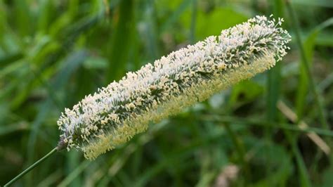 Timothy Grass Phleum Pratense Woodland Trust