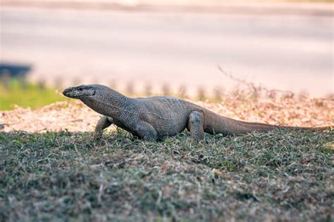 290+ Goanna Head Stock Photos, Pictures & Royalty-Free Images - iStock