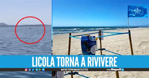 Video Nidi Di Tartarughe E Delfini Il Litorale Di Licola Torna A