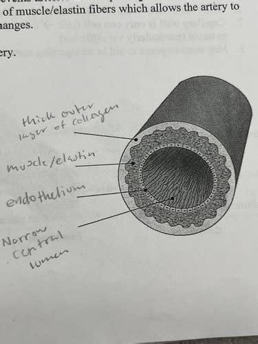 Bio 12 Circulatory System Flashcards Quizlet