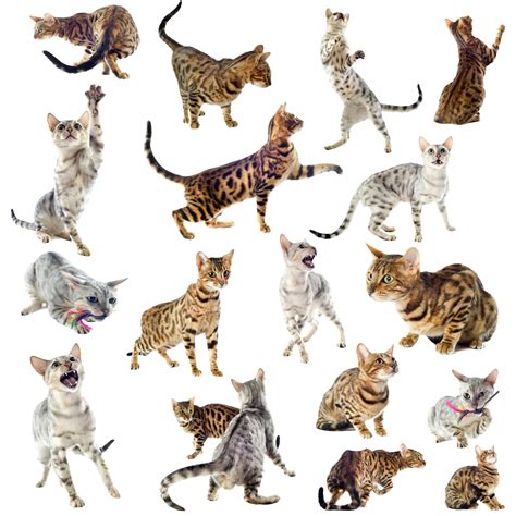 Silver Bengal Cat; Everything you need to know