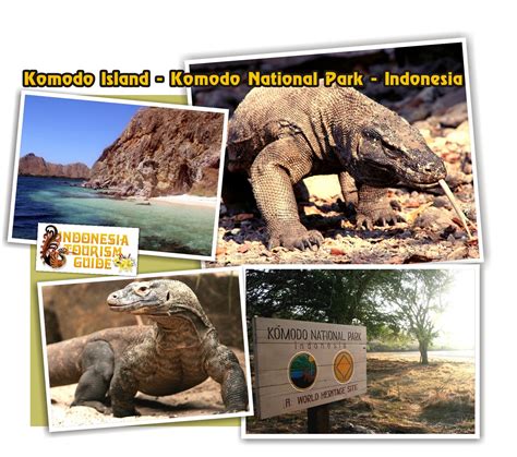 The Last Dinosaur Species In The World Still Exist In Komodo National Park Indonesia