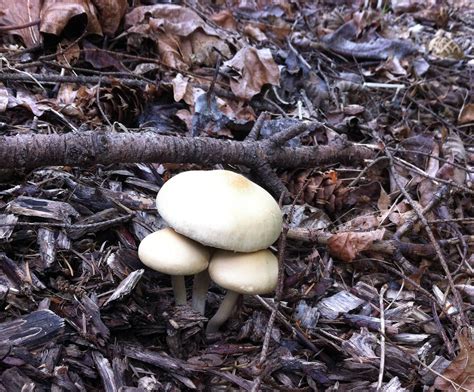 Id Please Pacific Northwest Woodchip Discovery Mushroom Hunting And