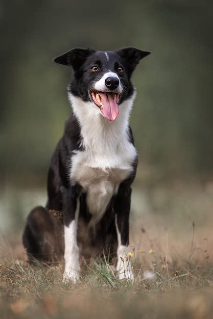 Um cachorro uma mancha branca no peito está sentado em um campo