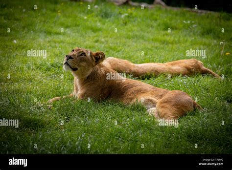 Animals Stock Photo Alamy