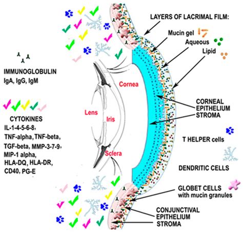 Ijms Free Full Text Analysis Of The Pathogenic Factors And