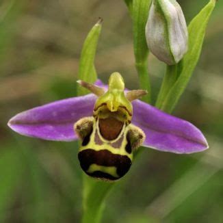 Orchids That Look Like Bees