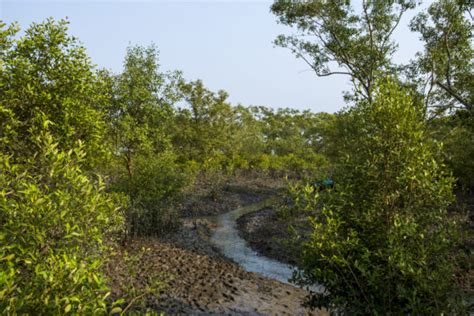 The reality of saving young mangroves in the Sundarbans