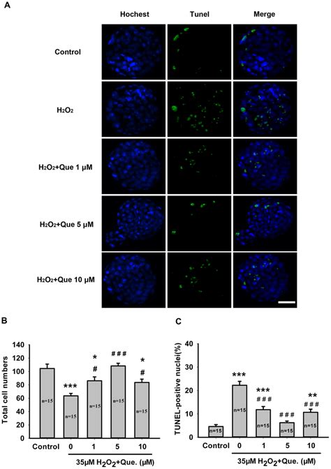 Quercetin Attenuated H2o2 Induced Apoptosis In Blastocysts A