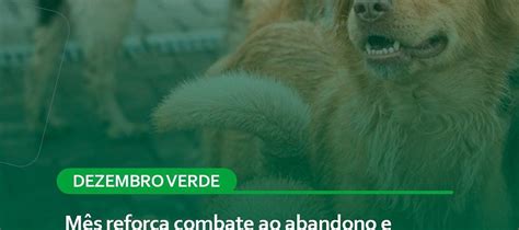 Dezembro Verde mês reforça combate ao abandono e maus tratos a animais