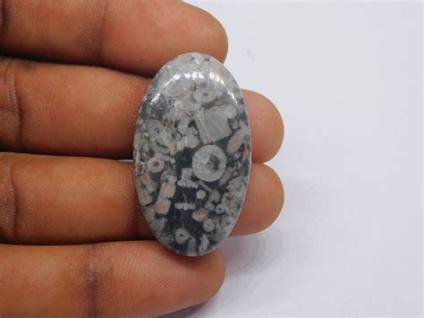 Natural Crinoid Fossils, Crinoid Fossils Cabochon, Crinoid Fossils ...