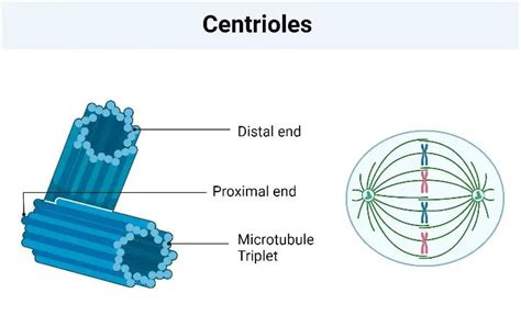 Centrioles – Definition, Structure, Functions | Eukaryotic cell, Cell ...