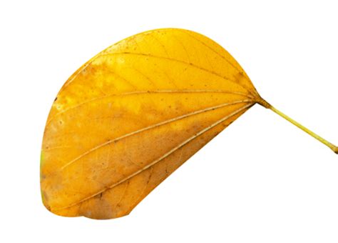 Autumn Leaves Yellow Graphic Element Vector Yellow Graphic Element