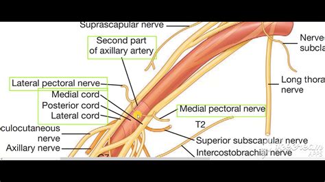 Nerves Relations To Axillary Artery Youtube