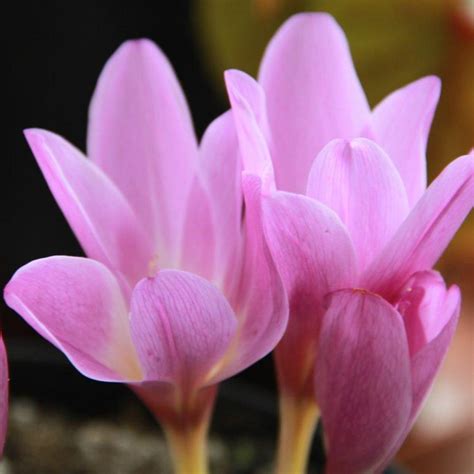 Colchicum Giganteum Buy Plants At Coolplants