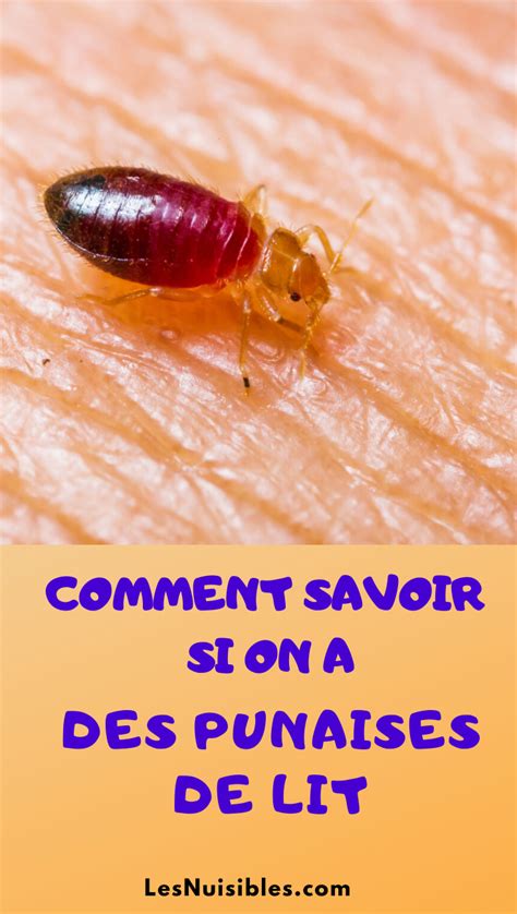 70 Awesome Comment Faire Sortir Les Punaises De Lit Insectza