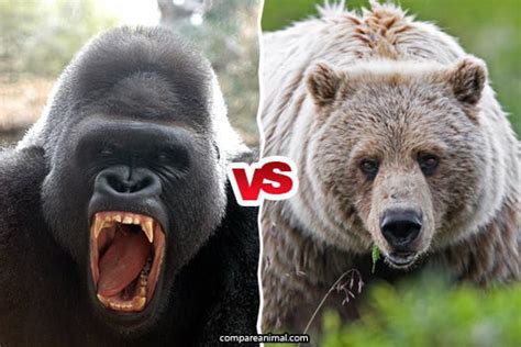 Silverback Gorilla Vs Grizzly Bear Both Weight 200kg Who Wins 9gag