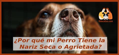 Por qué mi Perro Tiene la Nariz Seca o Agrietada EducaGos