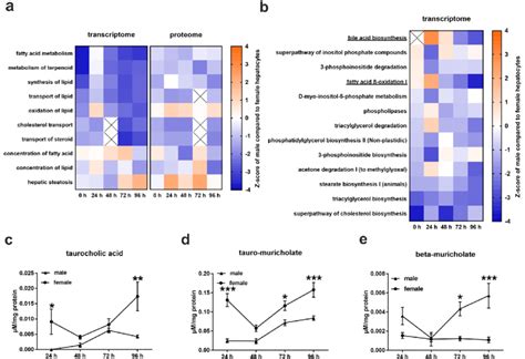 Alteration In Sex Specific Hepatic Lipid Metabolism During Cell Download Scientific Diagram