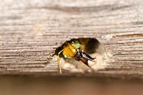 Bugs That Look Like Termites Pestseek