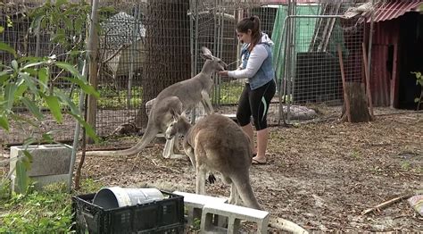 Hopper The Kangaroo Has Breached Containment – The Thunder