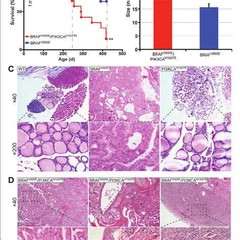 PTEN silencing cooperates with BRAF V600E for anaplastic thyroid cancer... | Download Scientific ...