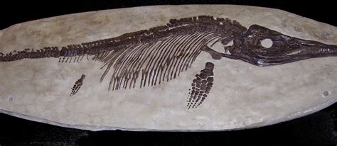 Fossils and Other Living Things: Paleontologist Mary Anning Deserved Better