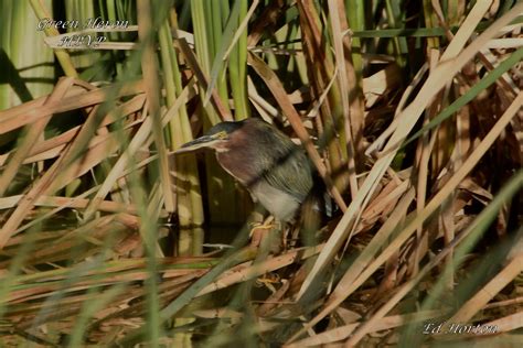 Green Heron Henderson Bird Viewing Preserve Ed Horton Flickr