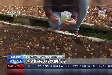 甘肃定西马铃薯“原原种”喜获丰收