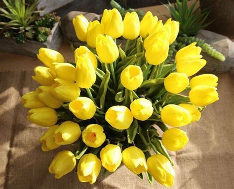 Hoa Tulip Trắng Ý nghĩa biểu tượng của tình yêu thuần khiết