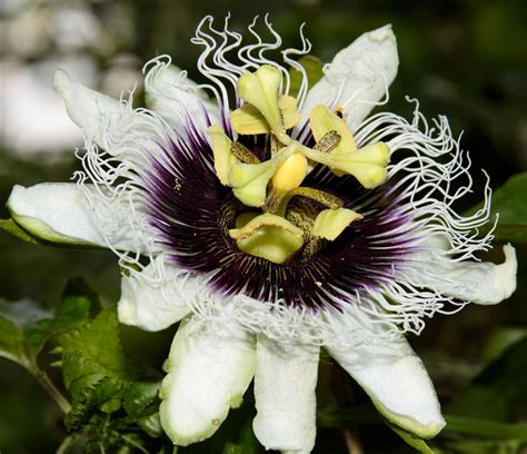 Passion Flowers Ignite Your Senses Kew