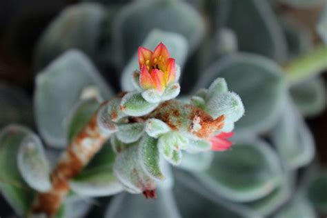 Echeveria Pulvinata Rose Bg Meise Ruud De Block Flickr