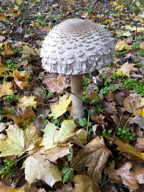 Parasol Giant Umbrella Mushroom On Leafy Forest Ground Stock Image