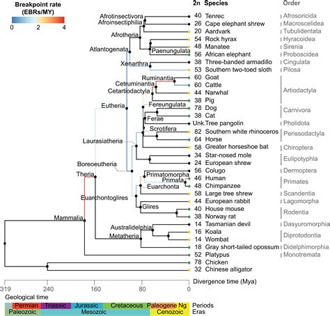 Alligator Family Tree Map