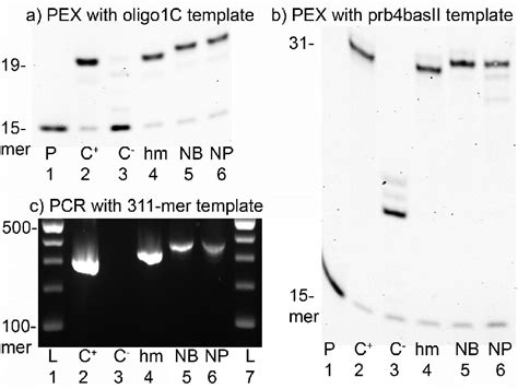 Denaturing Page Analysis Of Kod Xl Dna Polymerase Synthesis Of Modified Download Scientific