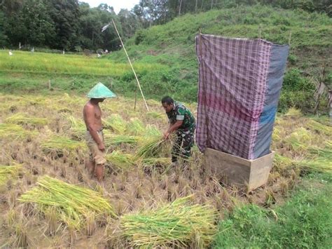 Panen Padi Di Kelompok Tani Tuah Sepakat Di Dusun Ladang Laweh Desa