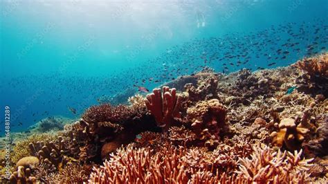 Freediving On The Reef With Fish Freediver Glides Underwater And