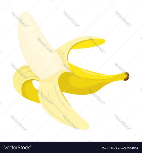 Whole ripe peeled yellow banana harvesting Vector Image