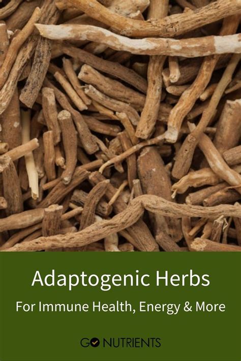 Adaptogenic Herbs For Immune Health & Energy - Go Nutrients Blog ...