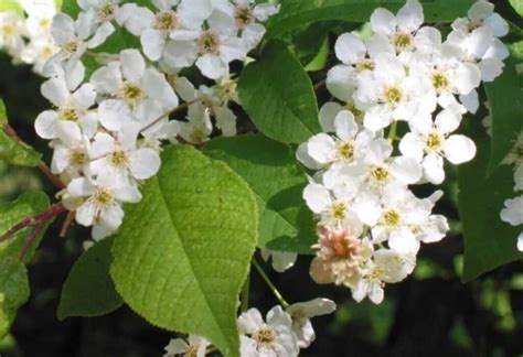 Native Hedge Plants Buy Flowering Plants Cullen Nurseries