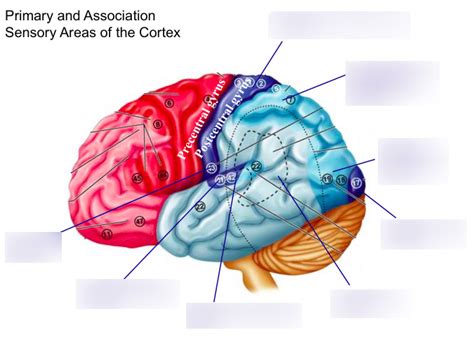 Sensory Areas of cortex Diagram | Quizlet