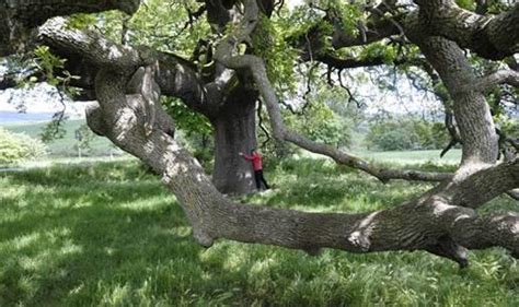 Toscana Sono Gli Alberi Monumentali Aggiornato L Elenco