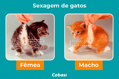 Como saber se o gato é macho ou fêmea Blog da Cobasi