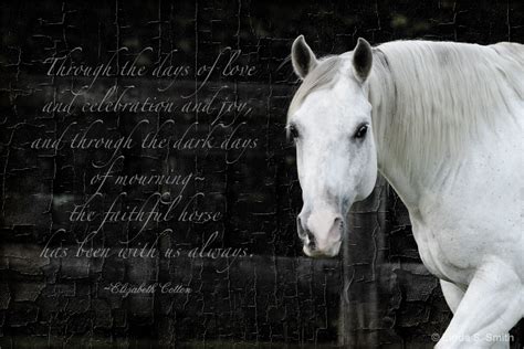 Horse And Owner Quotes Quotesgram